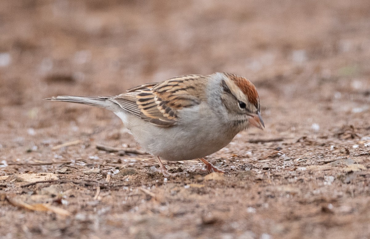 Chipping Sparrow - ML405361771