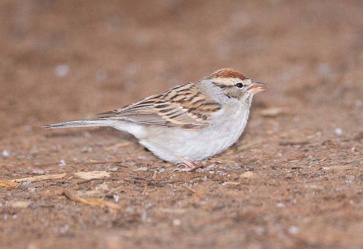 Chipping Sparrow - ML405361781