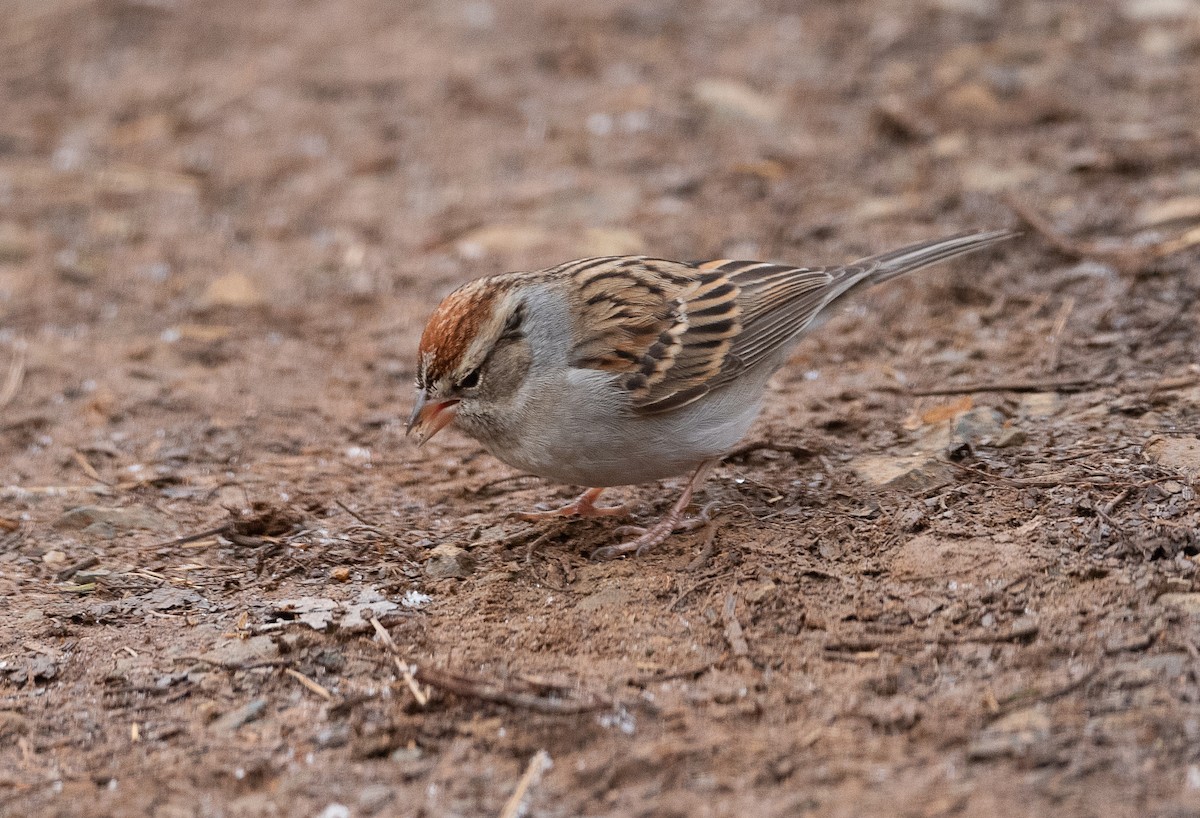 Chipping Sparrow - ML405361811