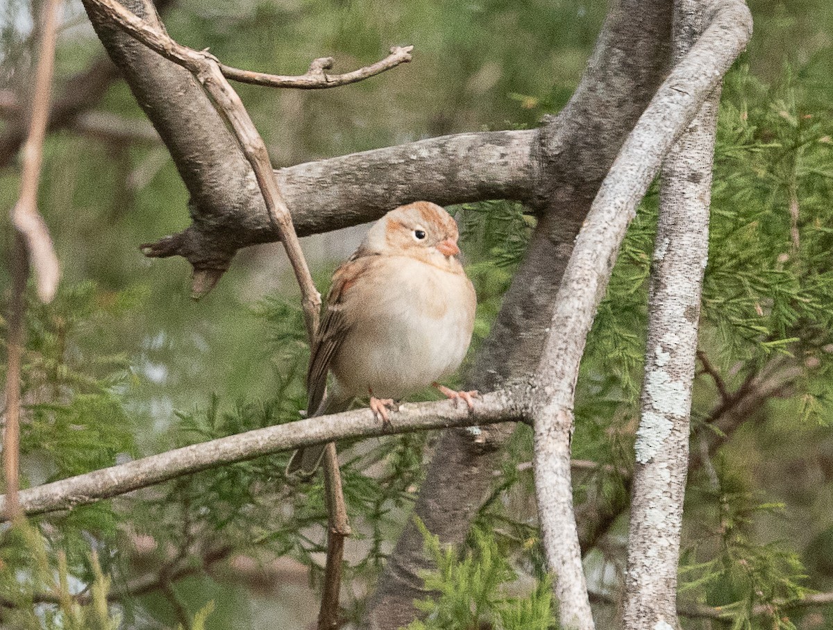 Field Sparrow - ML405361871