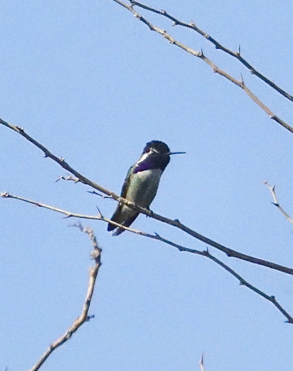 Costa's Hummingbird - ML405361881
