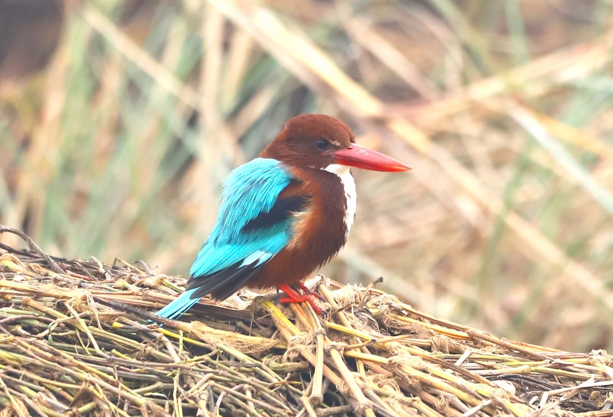 White-throated Kingfisher - ML405362281