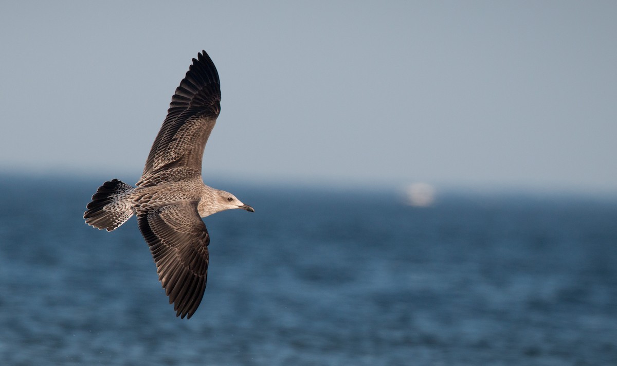 Lesser Black-backed Gull - Ian Davies