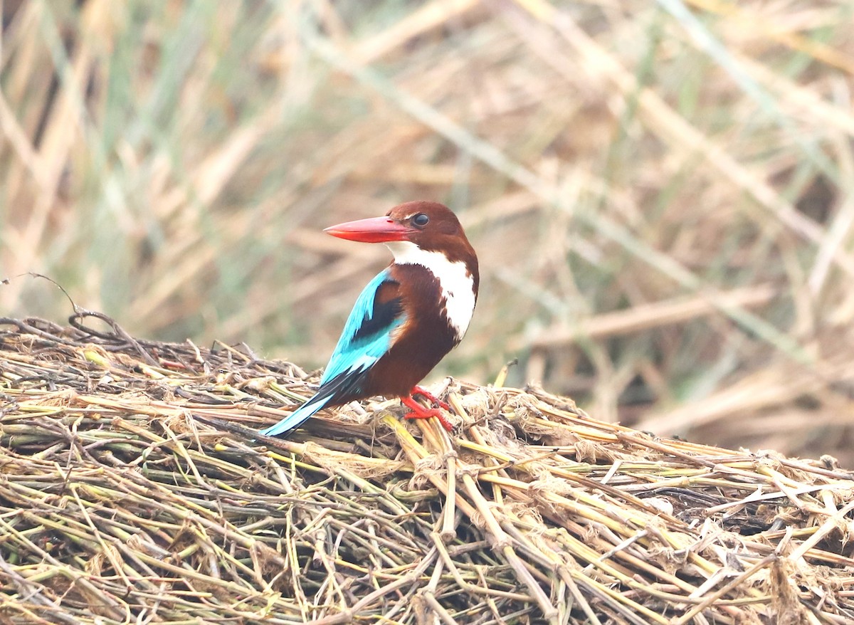 White-throated Kingfisher - ML405362361