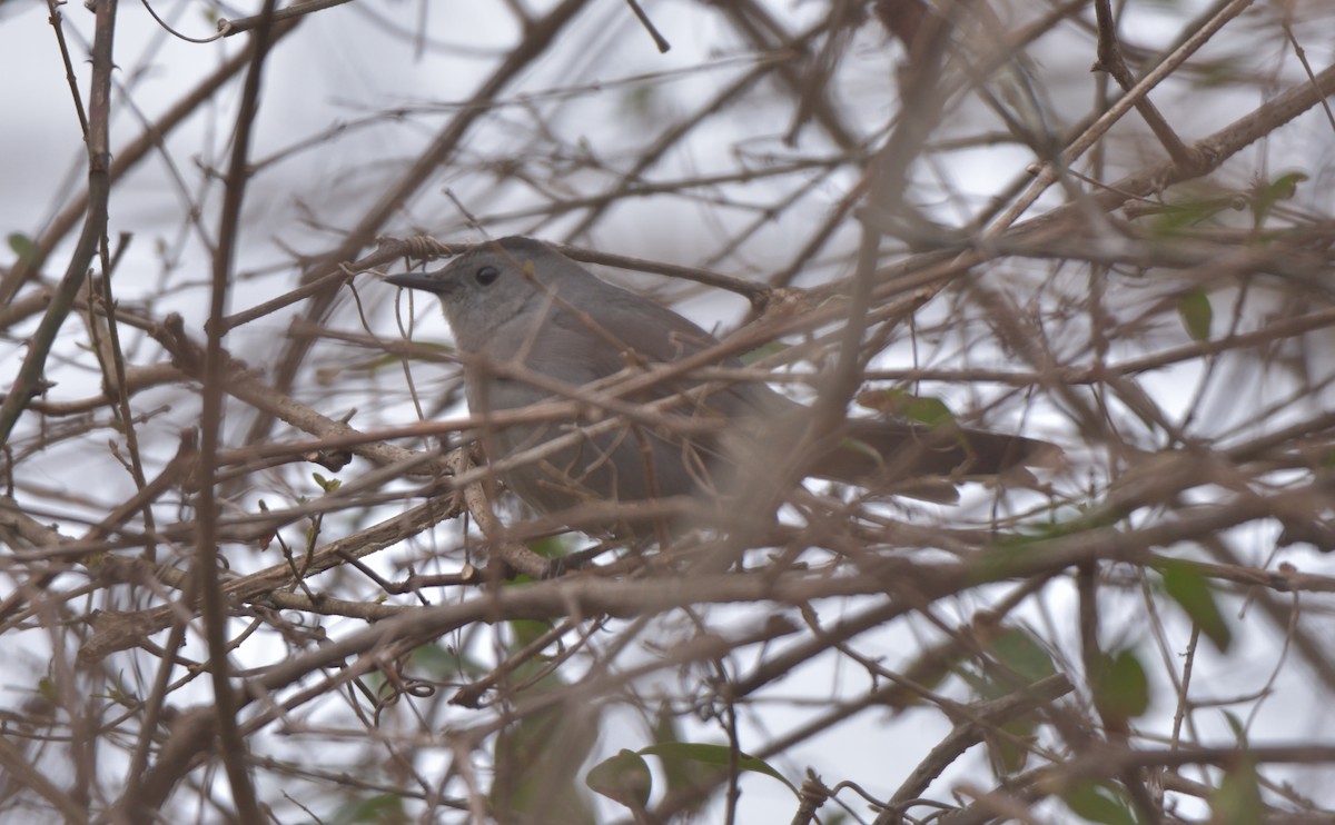 Gray Catbird - ML405362441