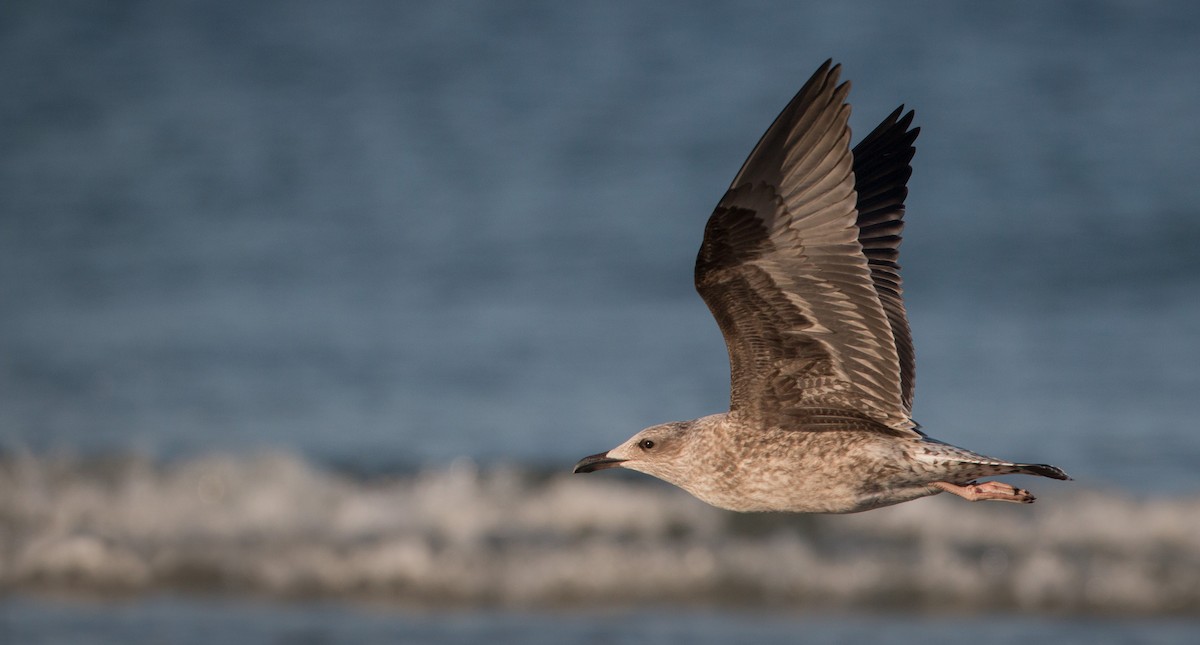 Lesser Black-backed Gull - Ian Davies