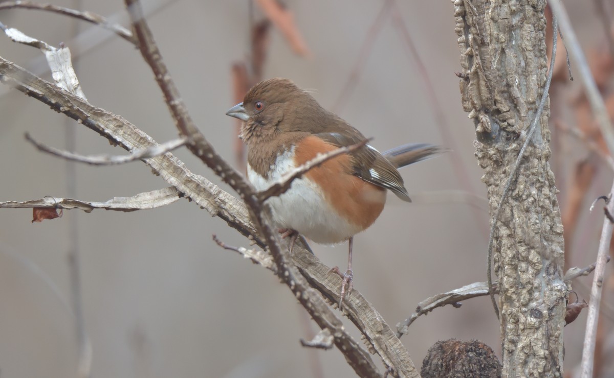 Eastern Towhee - ML405362671