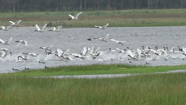 Black-necked Swan - ML405362781