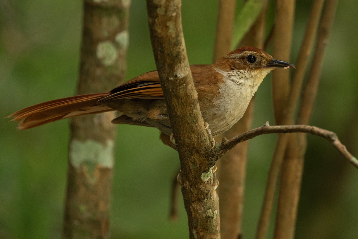 Canebrake Groundcreeper - Sergio Porto