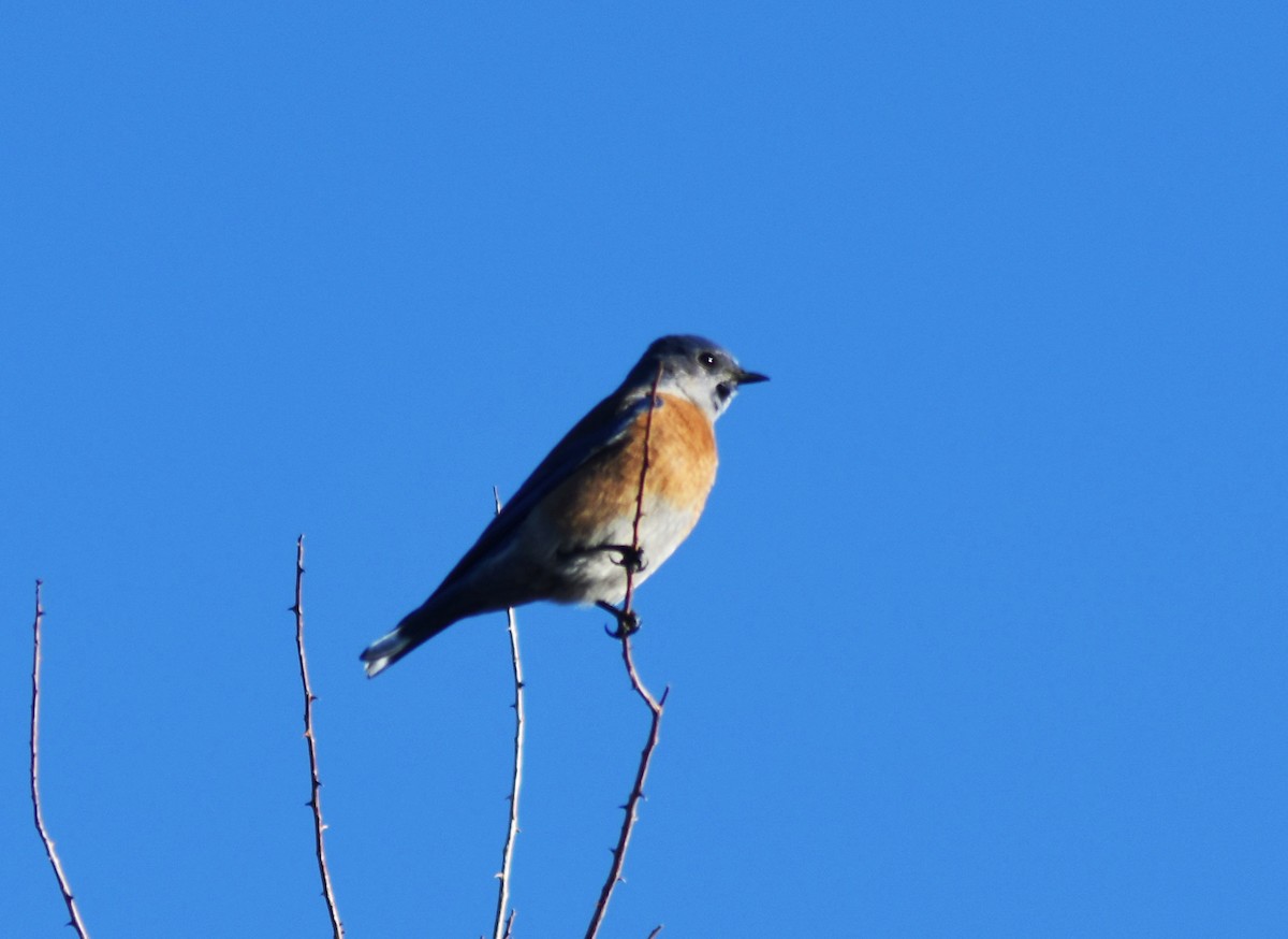 Western Bluebird - ML405364611