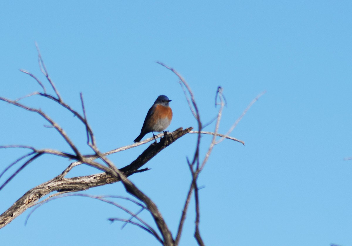 Western Bluebird - ML405364631