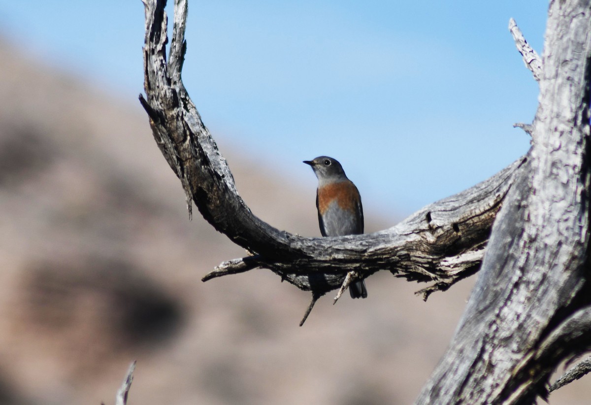 Western Bluebird - ML405364641