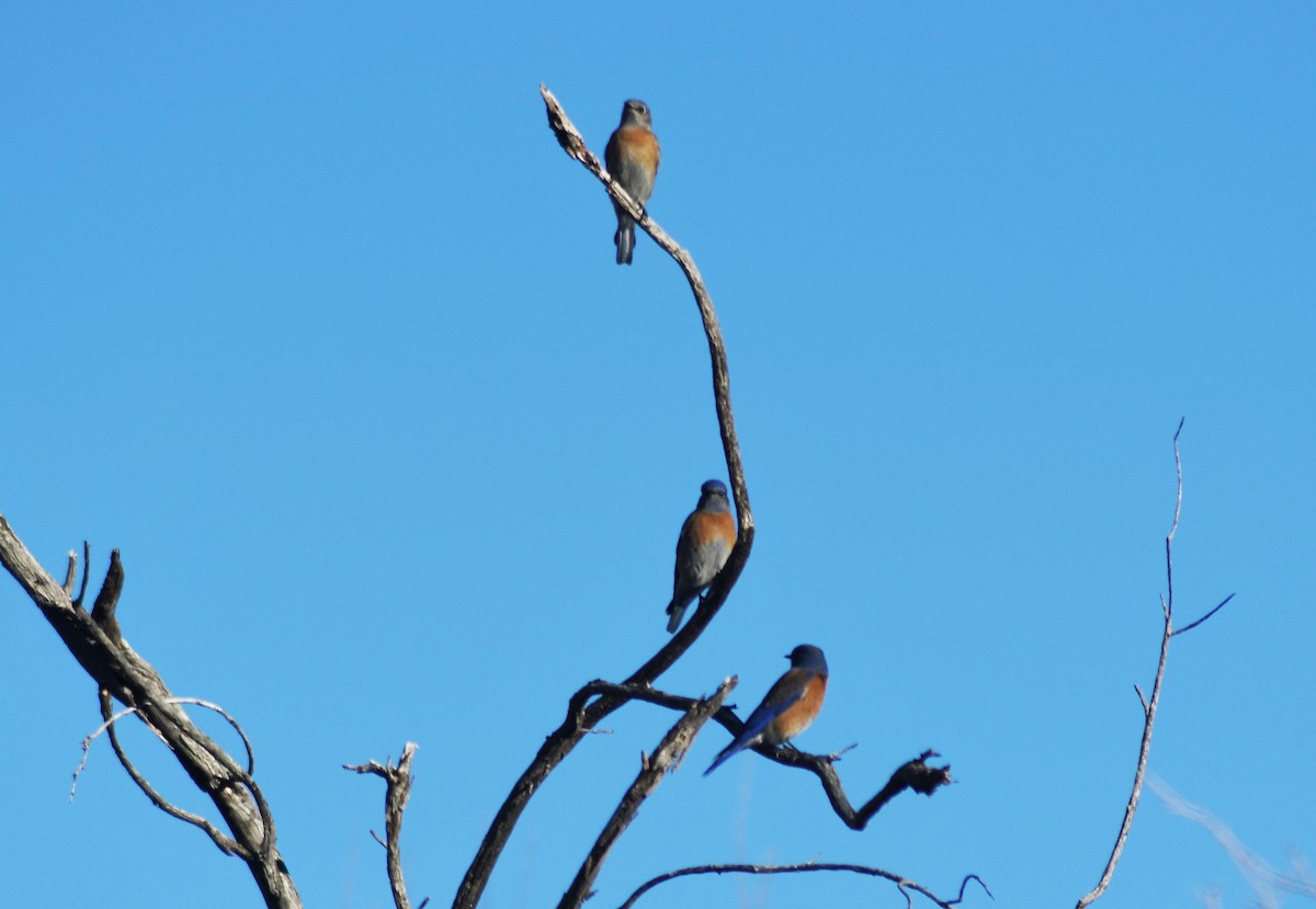 Western Bluebird - ML405364661