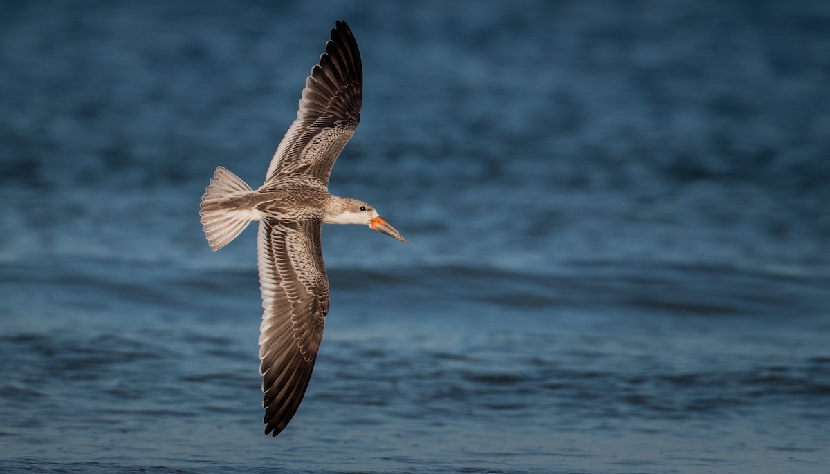 Black Skimmer - Ian Davies
