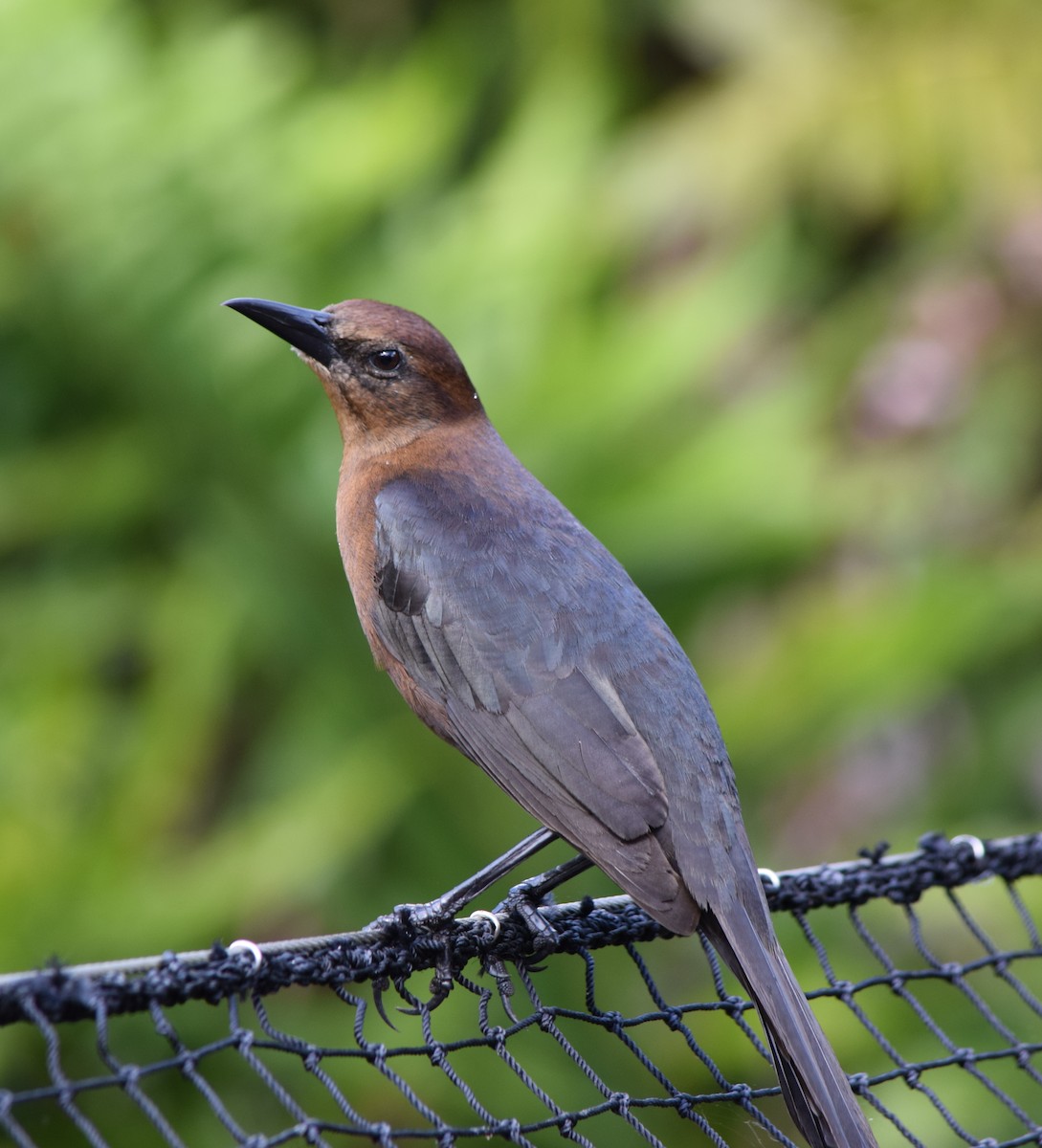 Boat-tailed Grackle - ML405366811