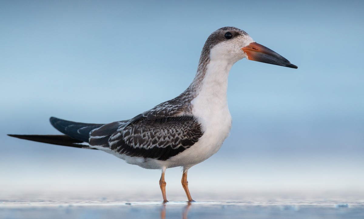 Black Skimmer - ML40536771