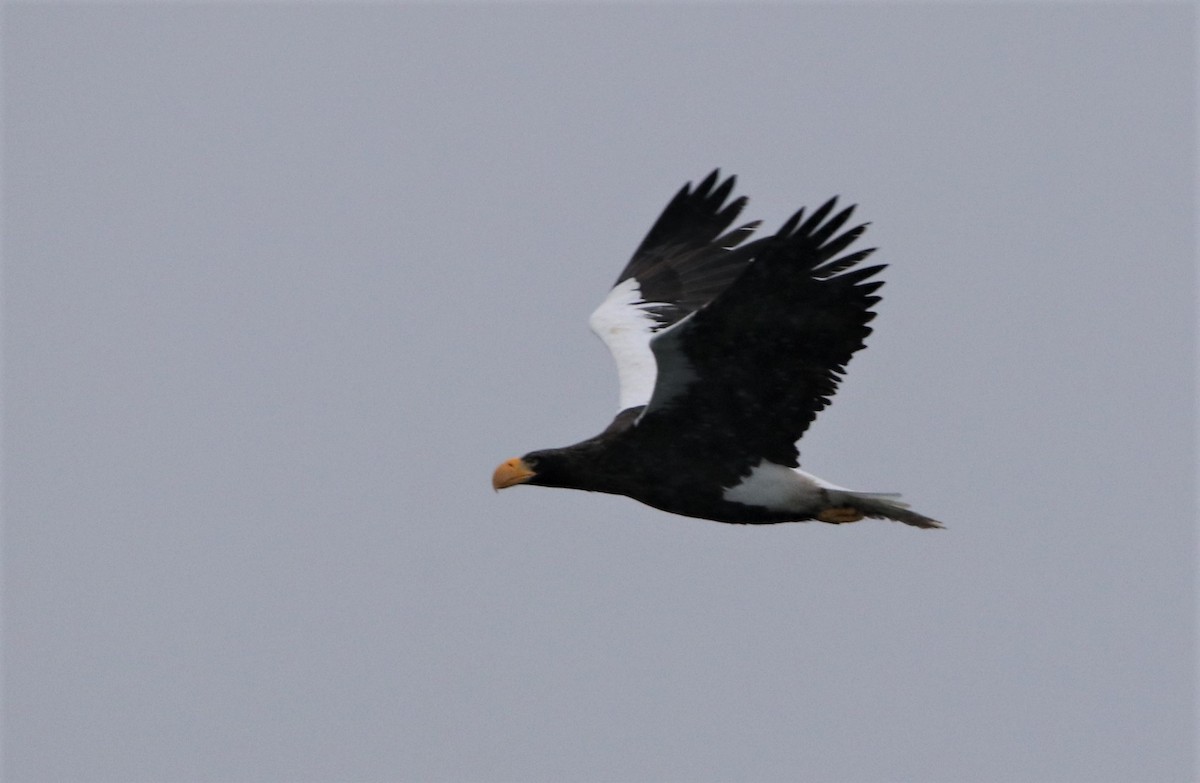 Steller's Sea-Eagle - ML405369231