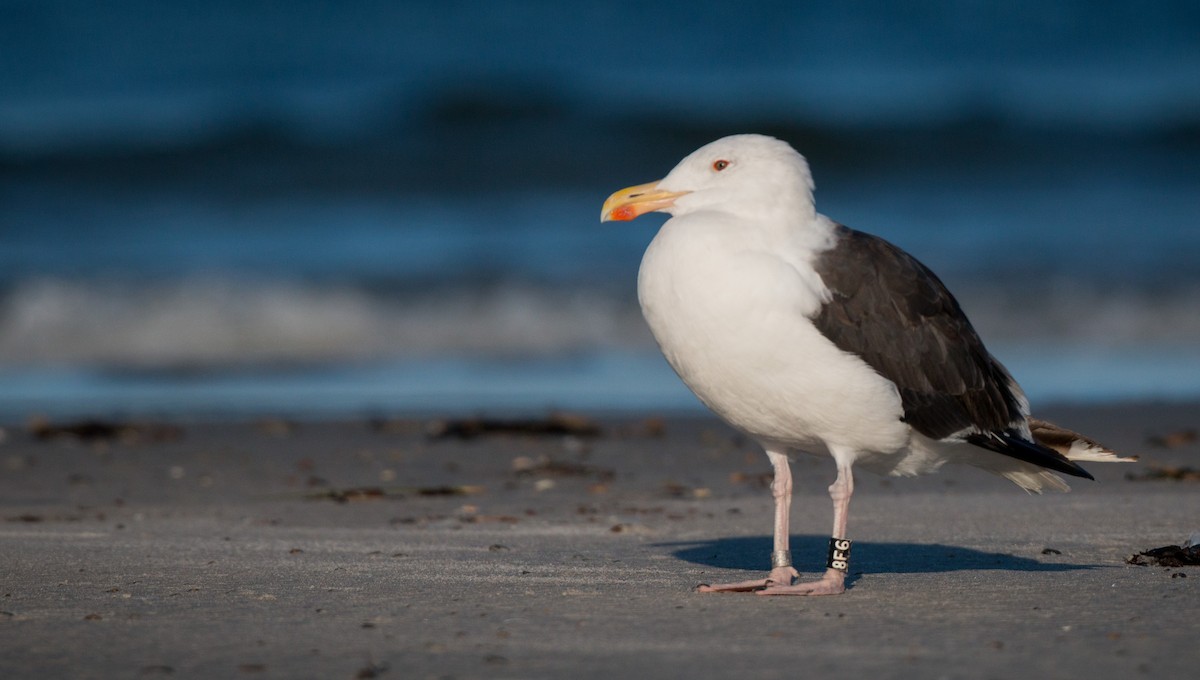 Great Black-backed Gull - ML40536971