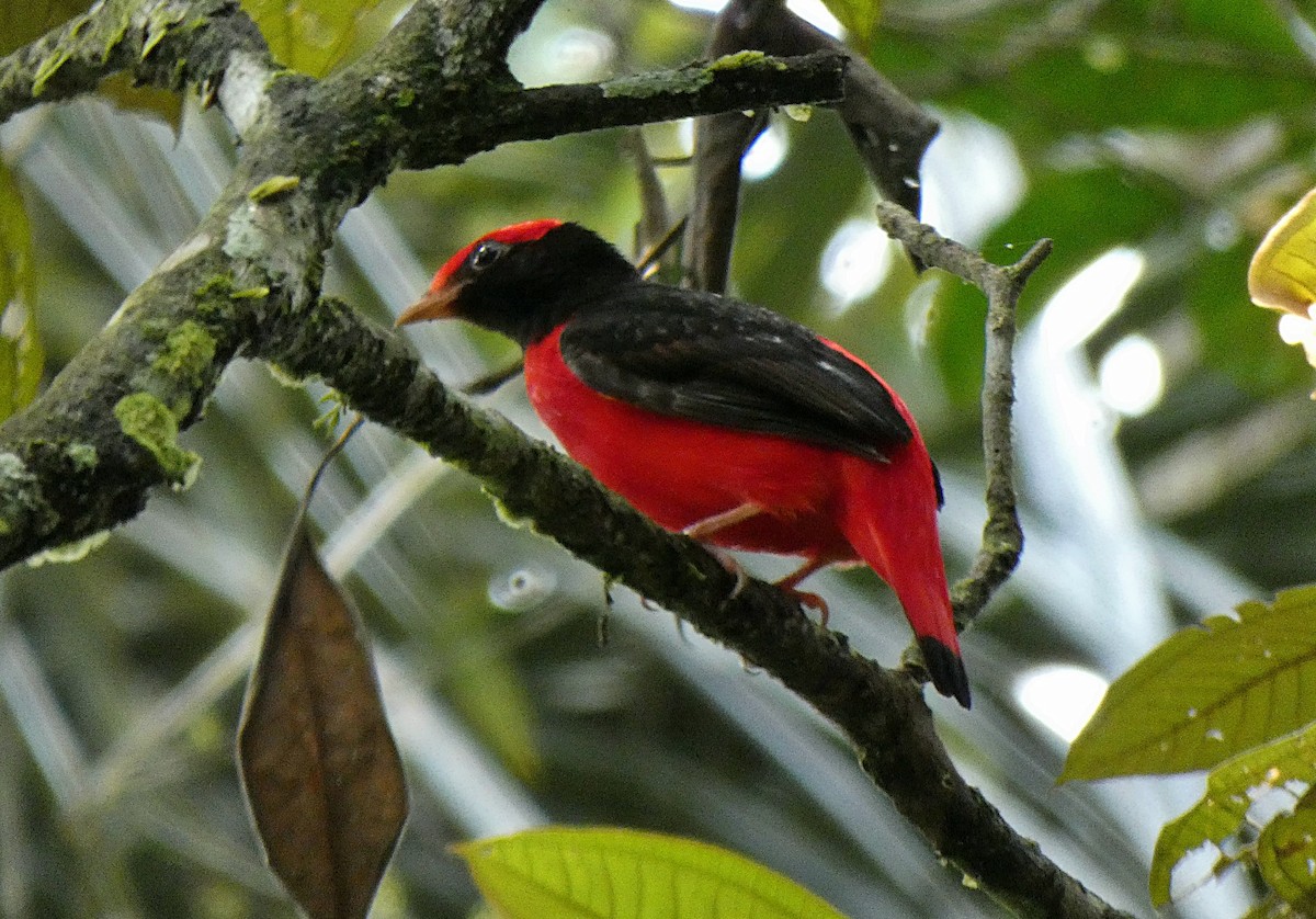 Cotinga Rojo Cuellinegro - ML405369881