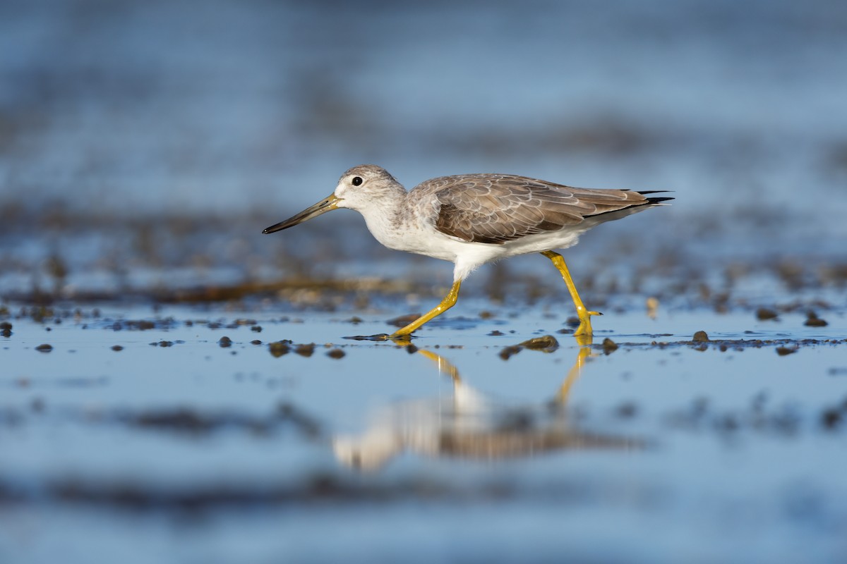 Nordmann's Greenshank - JJ Harrison