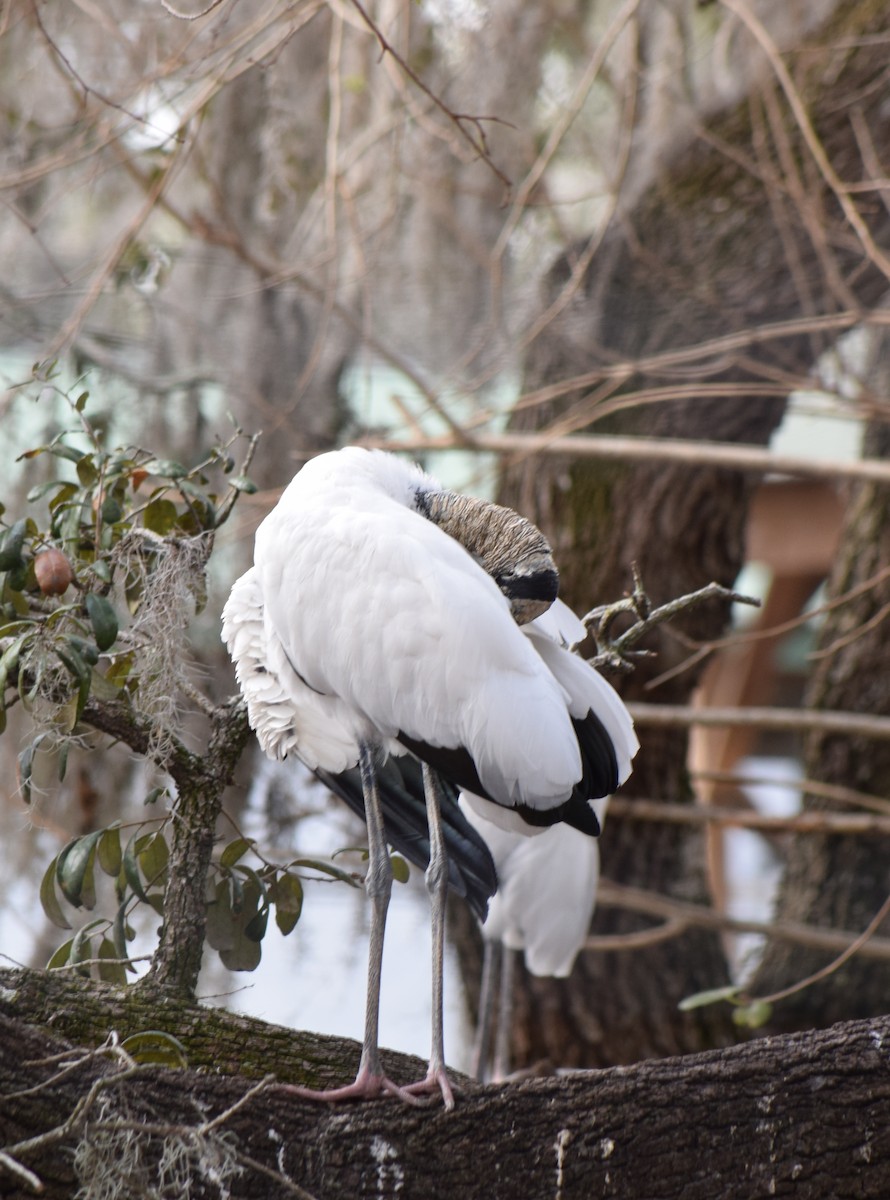 Wood Stork - ML405371381