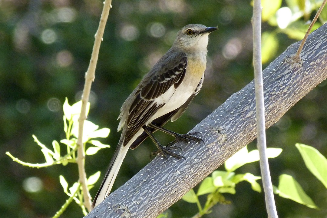 Northern Mockingbird - ML405371731