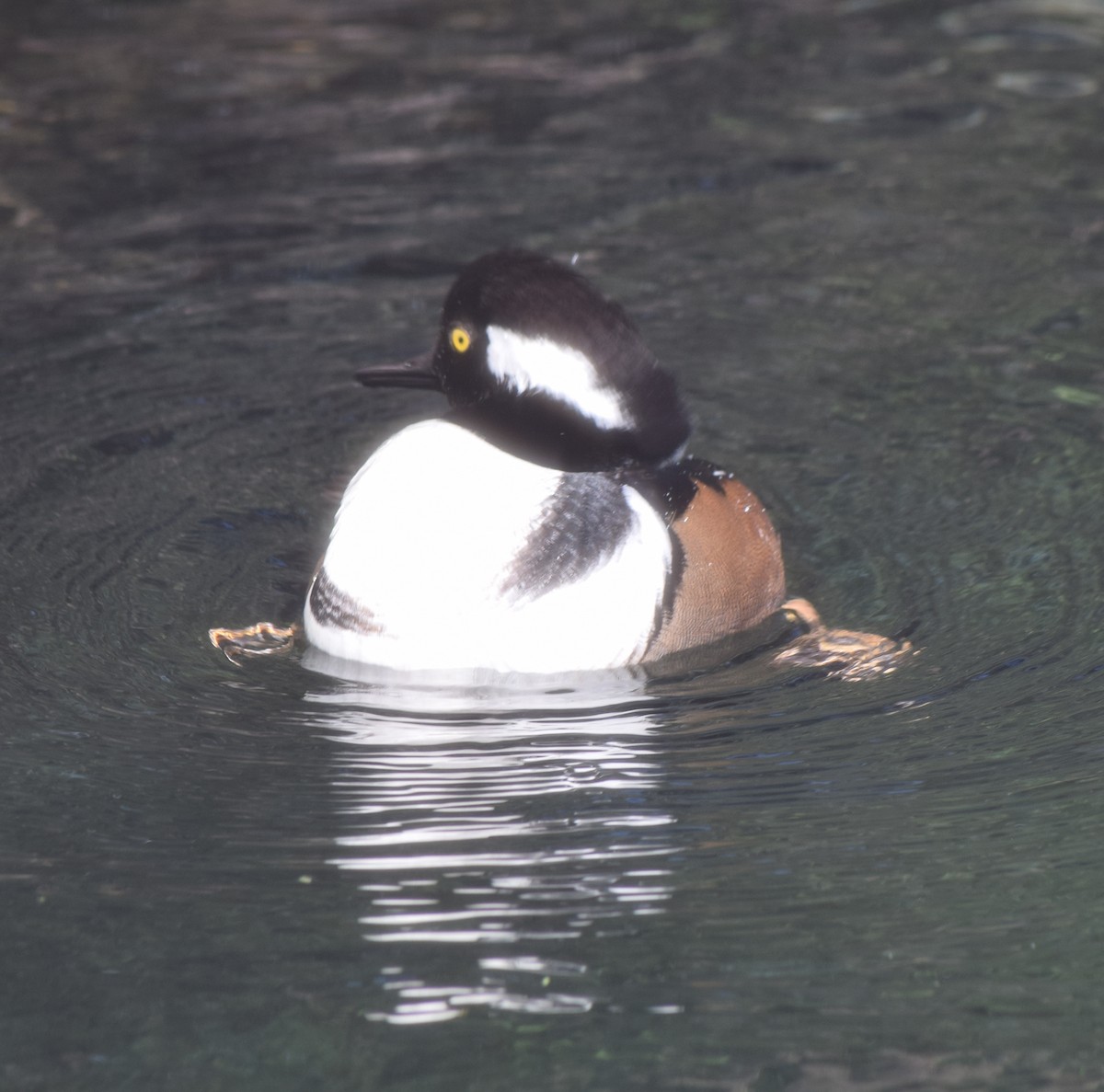 Hooded Merganser - ML405371741