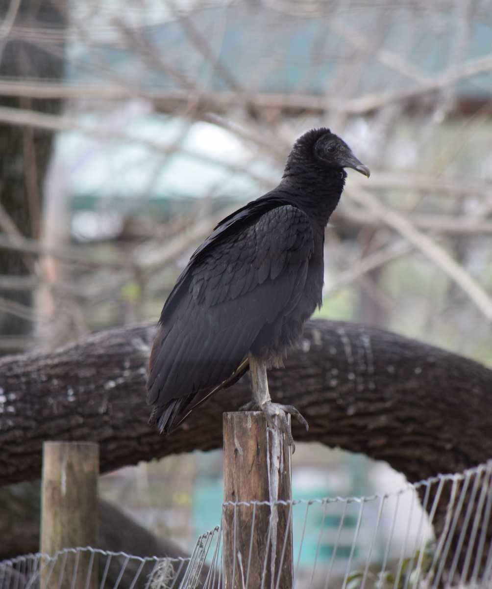 Black Vulture - ML405372331