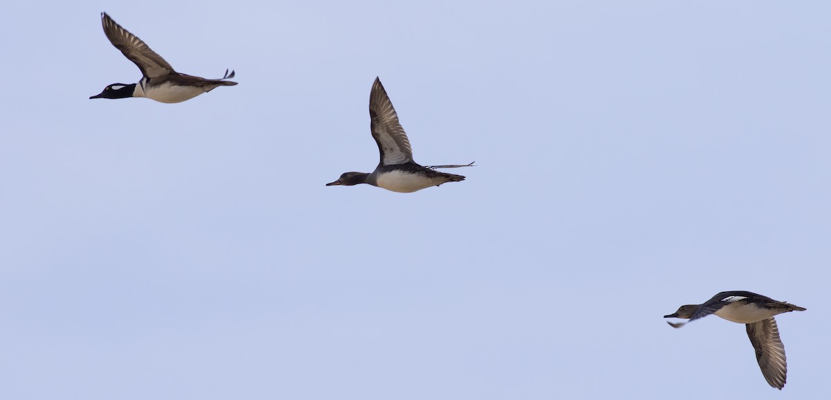 Hooded Merganser - ML405372541