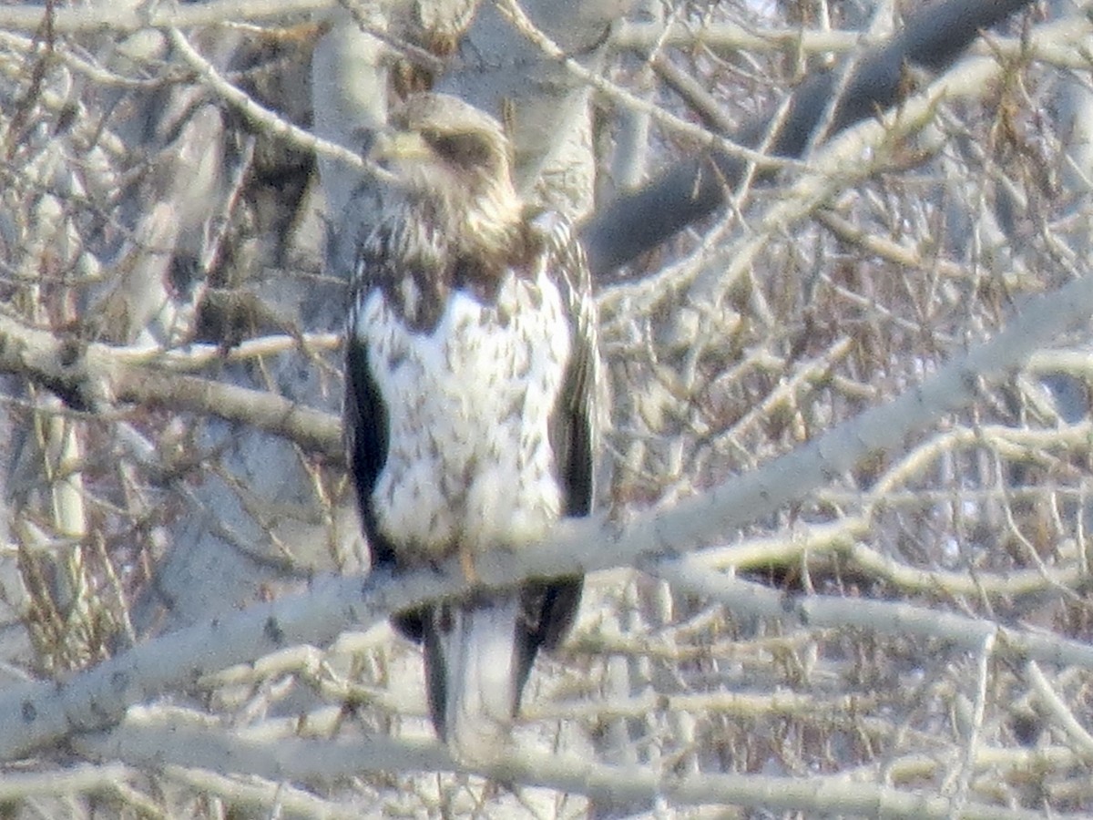 Bald Eagle - ML405372621