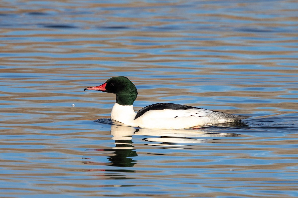 Common Merganser - ML405374301