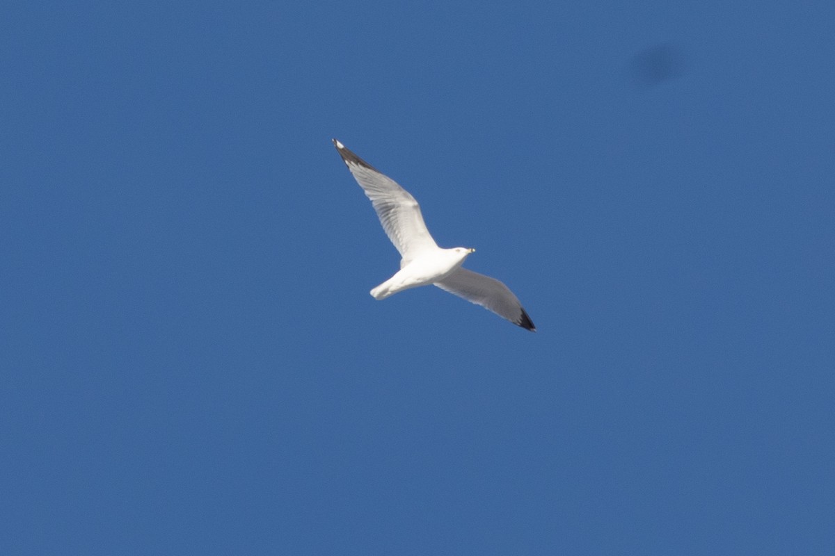 Ring-billed Gull - Kevin Smith