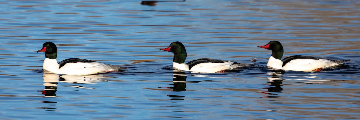 Common Merganser - Kevin Smith