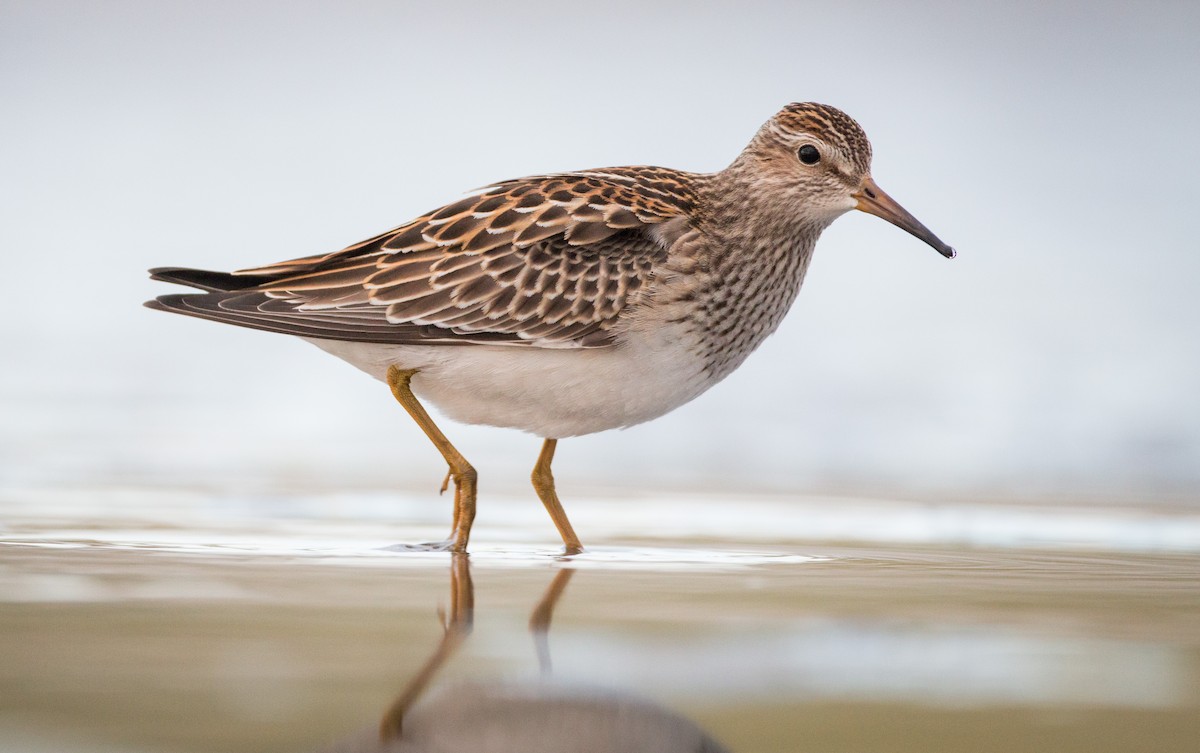 Pectoral Sandpiper - ML40537591