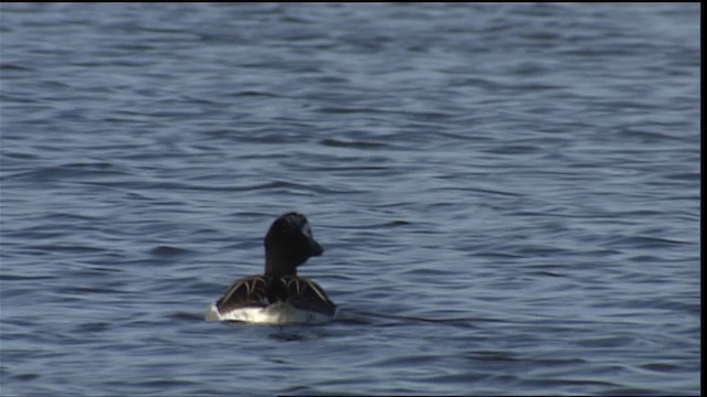 Long-tailed Duck - ML405376