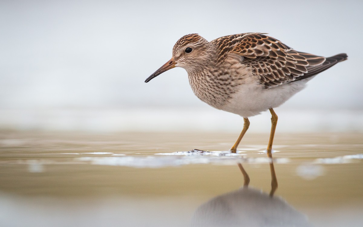 Pectoral Sandpiper - ML40537621