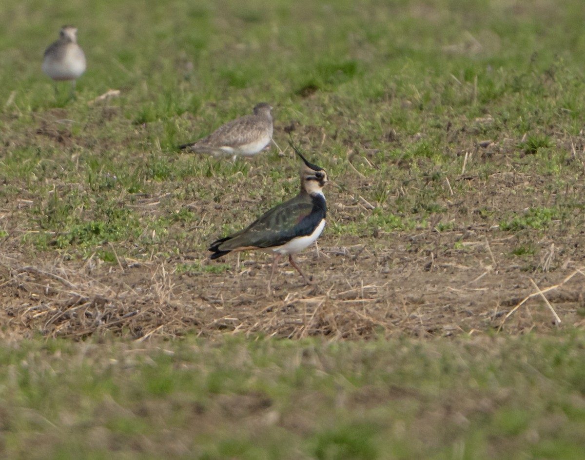 Northern Lapwing - Mary Catherine Miguez