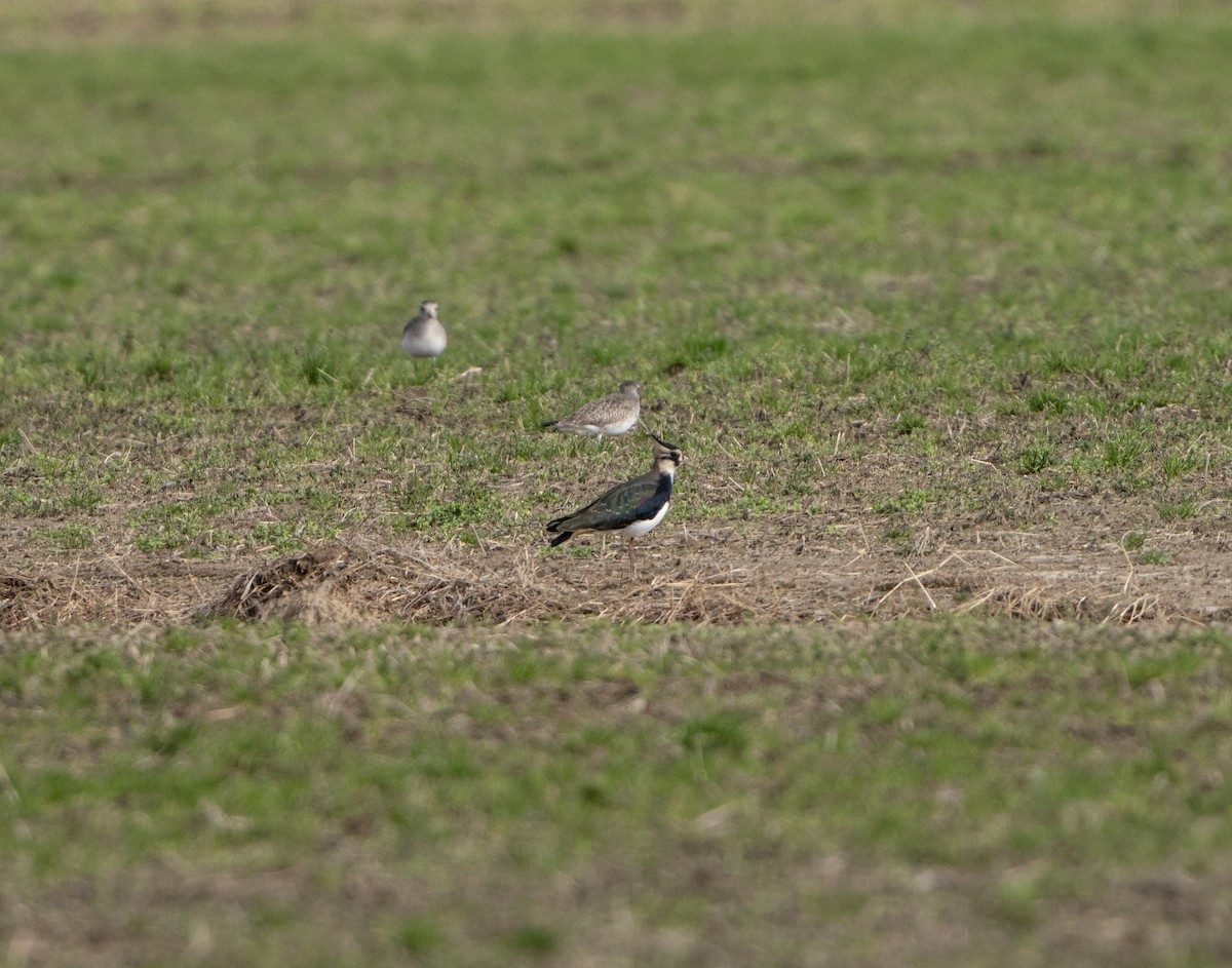 Northern Lapwing - Mary Catherine Miguez