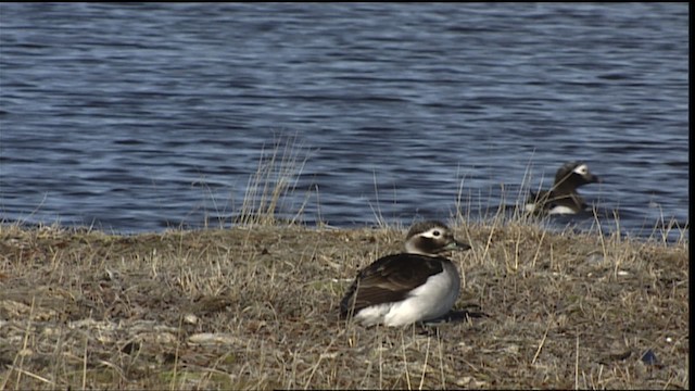 Long-tailed Duck - ML405378