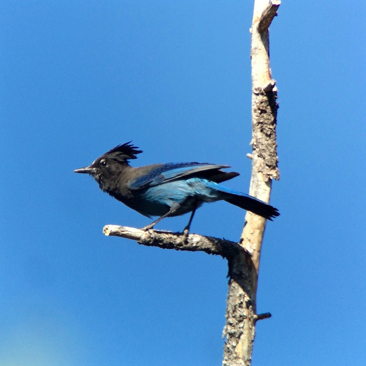 Steller's Jay - ML40537881