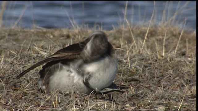 Long-tailed Duck - ML405379