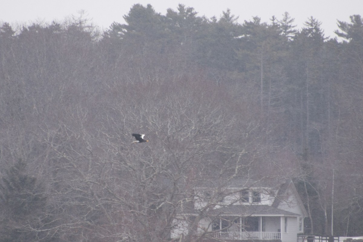 Steller's Sea-Eagle - Robert Marvinney