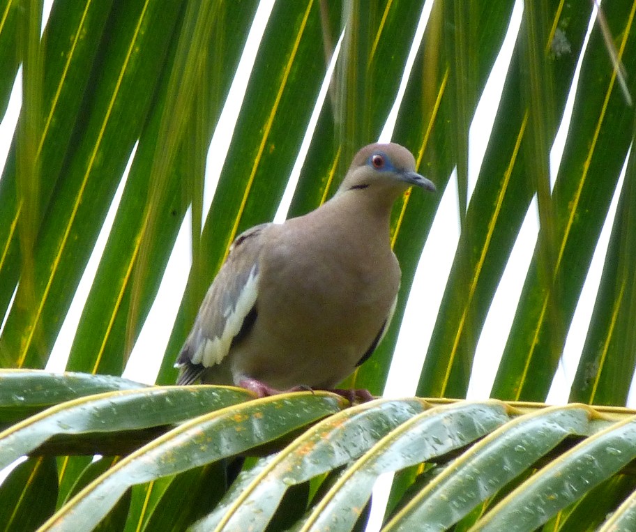 White-winged Dove - ML405381031