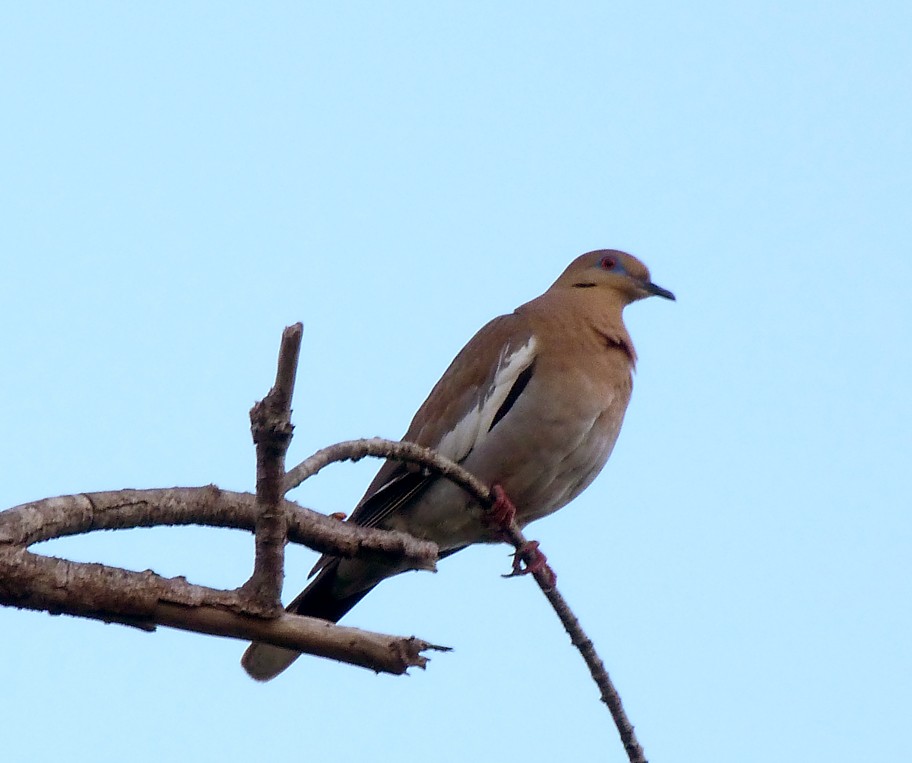 White-winged Dove - ML405381051