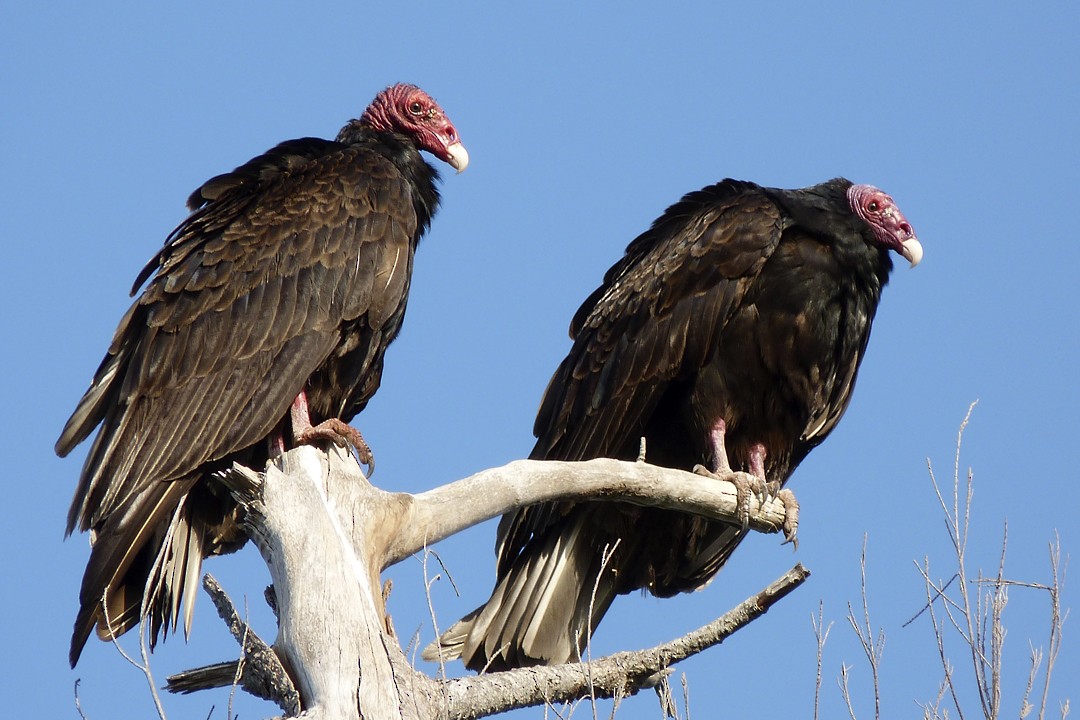 Turkey Vulture - Louise Courtemanche 🦅