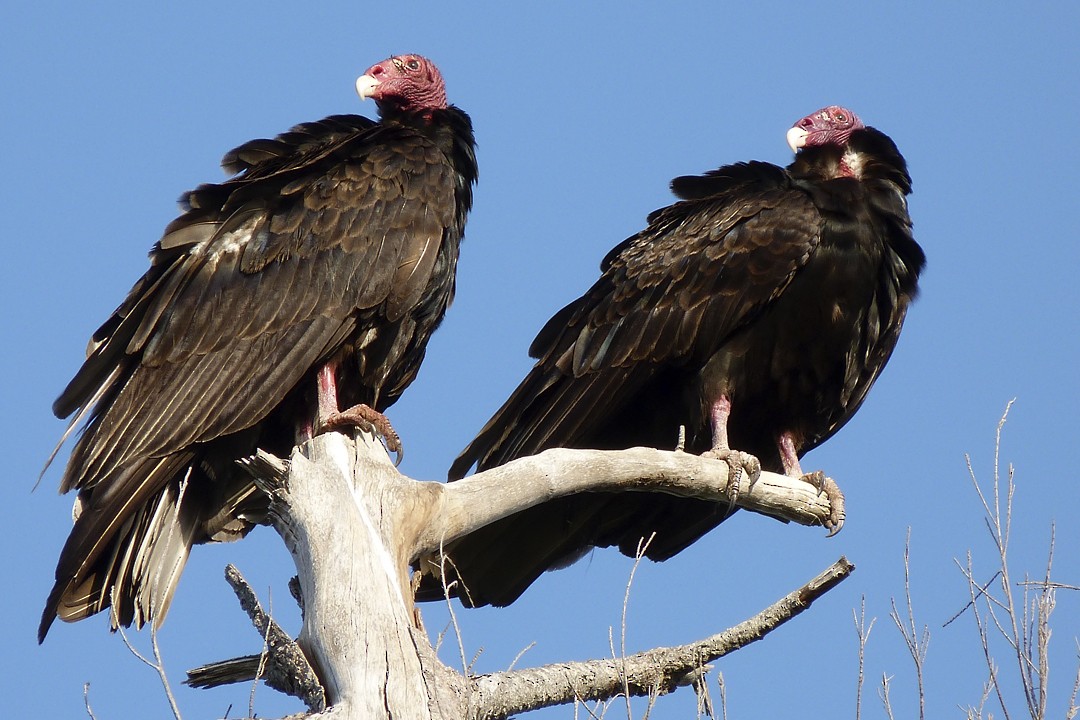 Turkey Vulture - Louise Courtemanche 🦅