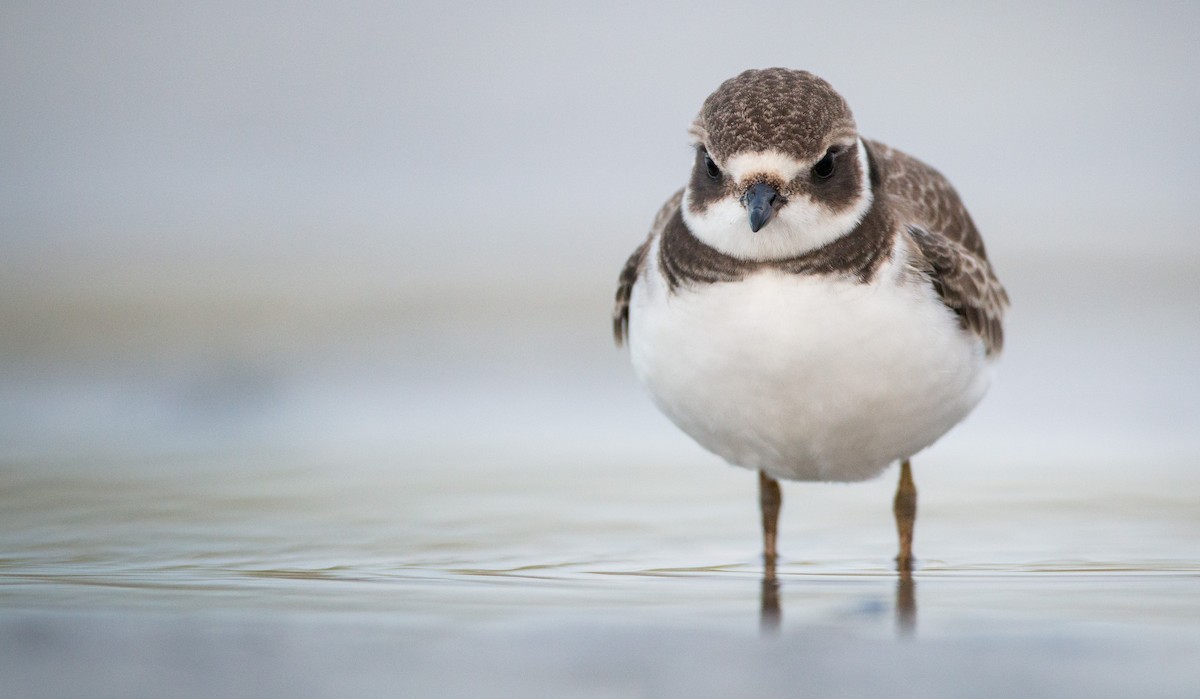 Semipalmated Plover - ML40538411