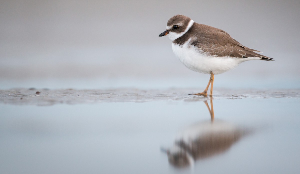 Semipalmated Plover - ML40538421