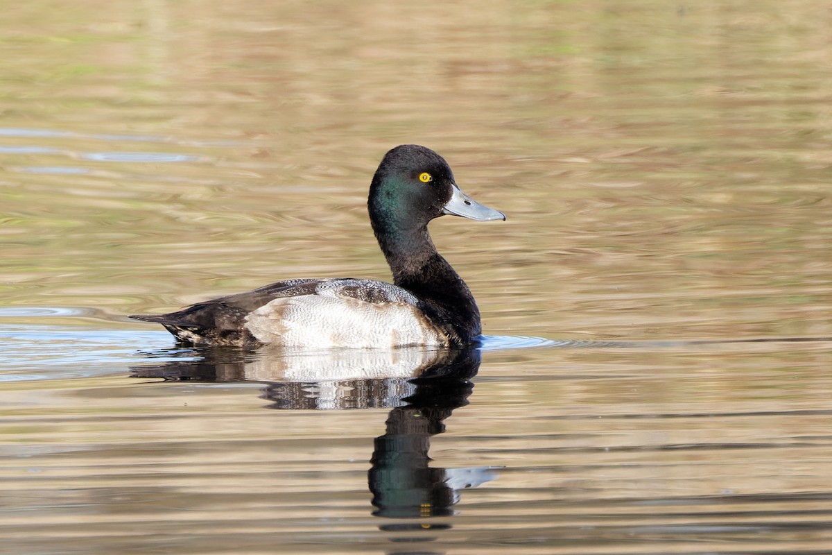 Lesser Scaup - ML405384391