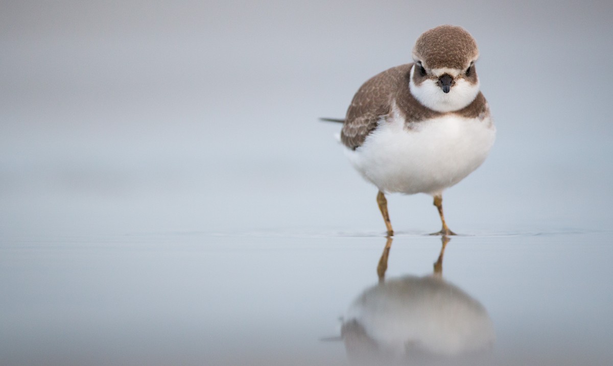 Semipalmated Plover - ML40538441